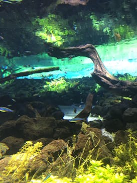 カワスイ 川崎⽔族館に投稿された画像（2021/10/16）