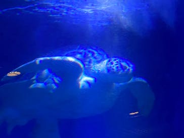 マクセル アクアパーク品川に投稿された画像（2021/10/16）