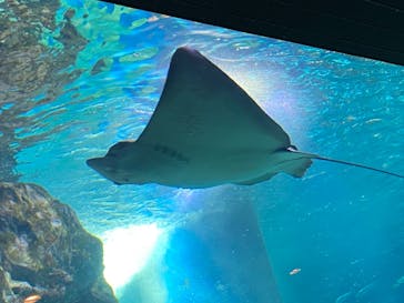 マクセル アクアパーク品川に投稿された画像（2021/10/16）