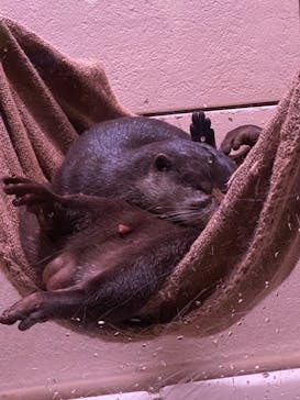 マクセル アクアパーク品川に投稿された画像（2021/10/16）