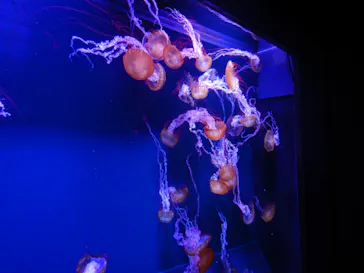 すみだ水族館に投稿された画像（2021/10/16）