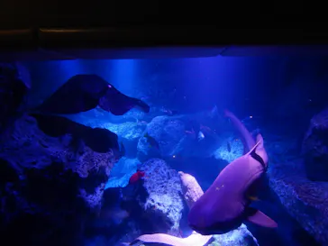 すみだ水族館に投稿された画像（2021/10/16）