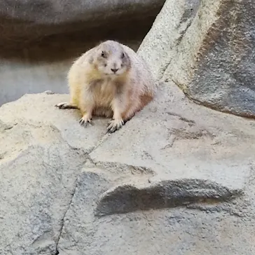 神戸どうぶつ王国に投稿された画像（2021/10/16）