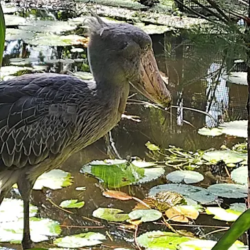 神戸どうぶつ王国に投稿された画像（2021/10/16）