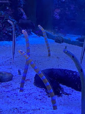 名古屋港水族館に投稿された画像（2021/10/16）