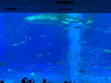 沖縄美ら海水族館に投稿された画像（2021/10/16）