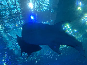沖縄美ら海水族館に投稿された画像（2021/10/16）