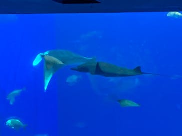 沖縄美ら海水族館に投稿された画像（2021/10/16）