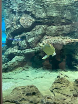 名古屋港水族館に投稿された画像（2021/10/16）