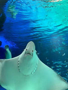 サンシャイン水族館に投稿された画像（2021/10/16）