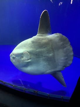 サンシャイン水族館に投稿された画像（2021/10/16）