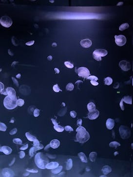 サンシャイン水族館に投稿された画像（2021/10/16）