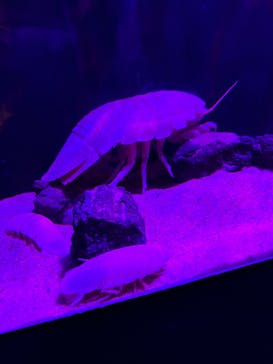 サンシャイン水族館に投稿された画像（2021/10/16）