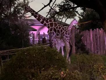 天王寺動物園に投稿された画像（2021/10/16）