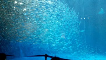 名古屋港水族館に投稿された画像（2021/10/16）