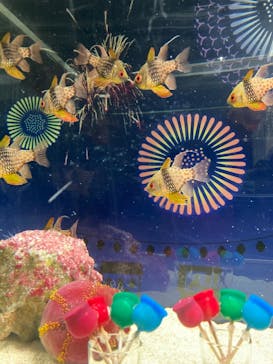 マクセル アクアパーク品川に投稿された画像（2021/10/16）