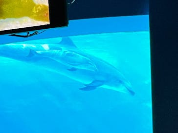名古屋港水族館に投稿された画像（2021/10/16）