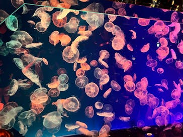 名古屋港水族館に投稿された画像（2021/10/16）