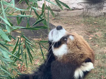 天王寺動物園に投稿された画像（2021/10/16）