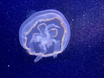 新江ノ島水族館に投稿された画像（2021/10/16）