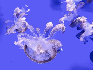 新江ノ島水族館に投稿された画像（2021/10/16）