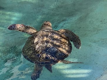新江ノ島水族館に投稿された画像（2021/10/16）