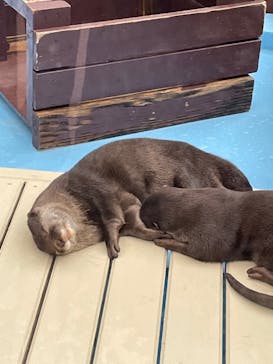 ゼロ距離水族館 伊勢シーパラダイスに投稿された画像（2021/10/16）