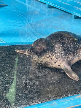 ゼロ距離水族館 伊勢シーパラダイスに投稿された画像（2021/10/16）