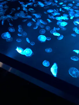 すみだ水族館に投稿された画像（2021/10/16）