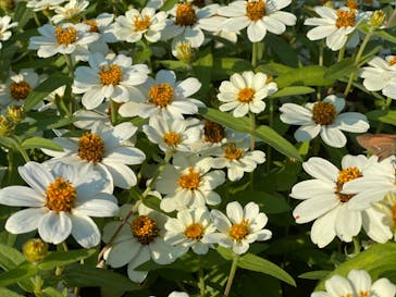 安城産業文化公園デンパークに投稿された画像（2021/10/17）