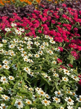 安城産業文化公園デンパークに投稿された画像（2021/10/17）