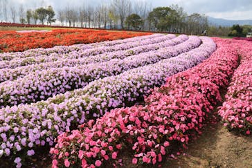 牧歌の里に投稿された画像（2021/10/17）