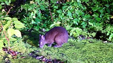 奄美ナイトガイドサービスに投稿された画像（2021/10/17）