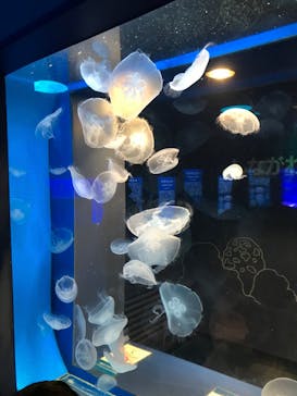 しながわ水族館に投稿された画像（2021/10/17）