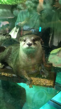 しながわ水族館に投稿された画像（2021/10/17）