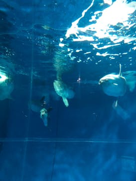 アクアワールド茨城県大洗水族館に投稿された画像（2021/10/17）