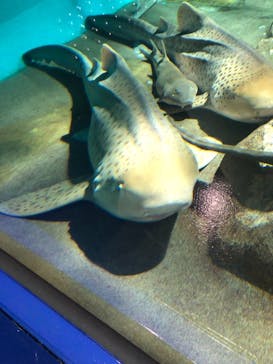 アクアワールド茨城県大洗水族館に投稿された画像（2021/10/17）