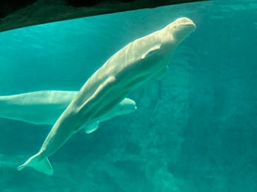 名古屋港水族館に投稿された画像（2021/10/17）