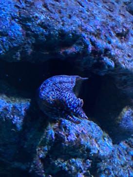 名古屋港水族館に投稿された画像（2021/10/17）