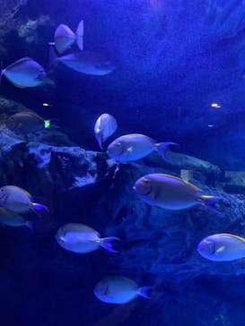 マクセル アクアパーク品川に投稿された画像（2021/10/17）