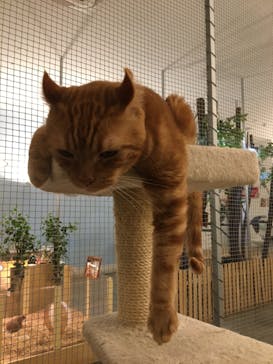 Moff アニマル カフェ イーアス 高尾店に投稿された画像（2021/10/17）