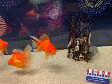 マクセル アクアパーク品川に投稿された画像（2021/10/17）