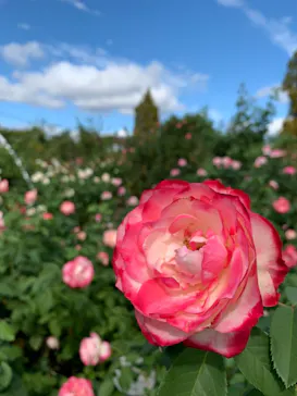 ひらかたパークに投稿された画像（2021/10/17）