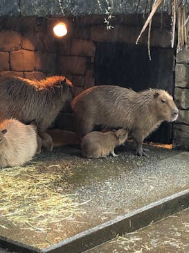 伊豆シャボテン動物公園に投稿された画像（2021/10/17）