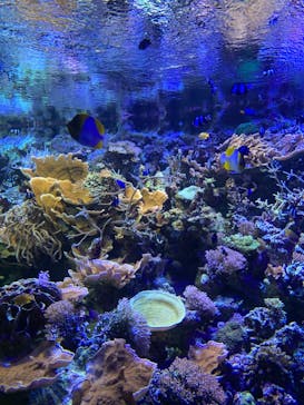 名古屋港水族館に投稿された画像（2021/10/17）