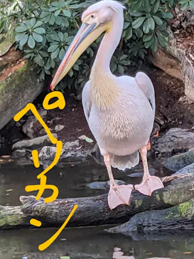 神戸どうぶつ王国に投稿された画像（2021/10/17）