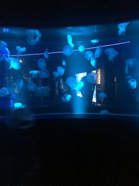 京都鉄道博物館×京都水族館に投稿された画像（2021/10/17）