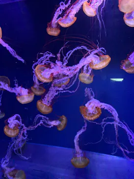 すみだ水族館に投稿された画像（2021/10/17）