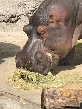 天王寺動物園に投稿された画像（2021/10/17）