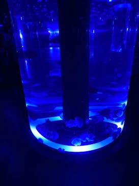 マクセル アクアパーク品川に投稿された画像（2021/10/17）